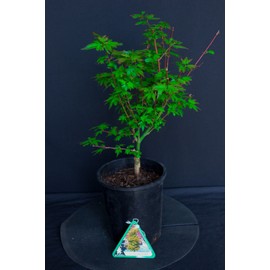 House of Bonsai Dwarf Japanese Green Maple 'Koto Maru'  Pre-Bonsai Tree - 1 Gallon