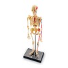 Learning Resources Skeleton Model, Science Classroom Must Haves, STEM Student