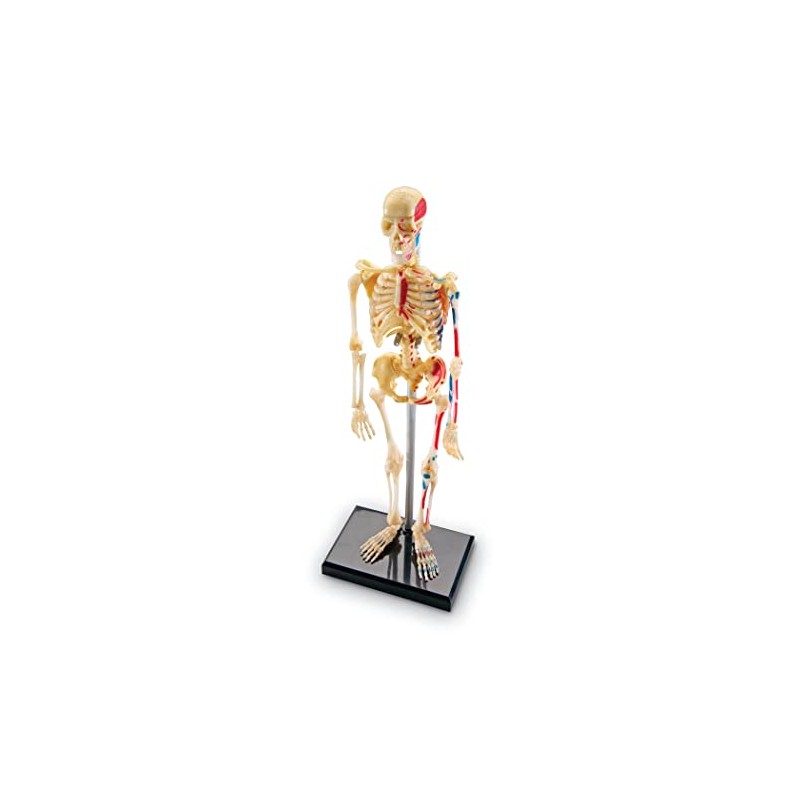 Learning Resources Skeleton Model, Science Classroom Must Haves, STEM Student