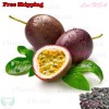 Treevale Purple Passion Fruit, Passiflora Edulis, Vine Passion Flower Seeds