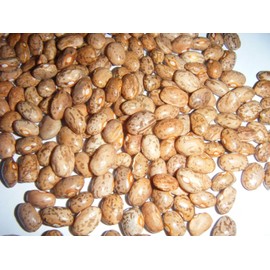 Brown Greasy Pole Bean Over 200 Kentucky Cornfield Brown Greasy Beans Heirloom Seeds 200+ Mailed Quick