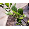 Eagleston Holly Tree | 10 Live Plants | Ilex X