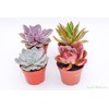 Live Echeveria Succulent Plants (4 Pack) – Assorted 4-Inch –