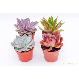 Live Echeveria Succulent Plants (4 Pack) – Assorted 4-Inch – Fully Rooted Echeveria Succulents – Live Rosette Succulent Set