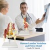 JNMFTD Human Lumbar Spine Bone Model, Female Pelvis Model 1:1