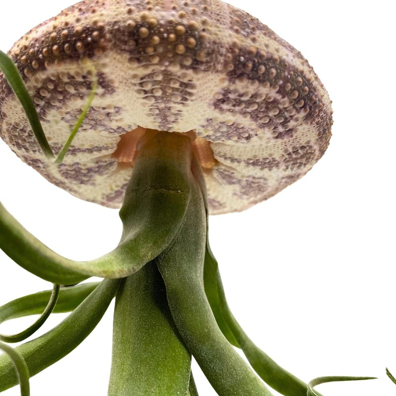 Florida House Plants Large Tillandsia Jellyfish, Big Hanging air Plant