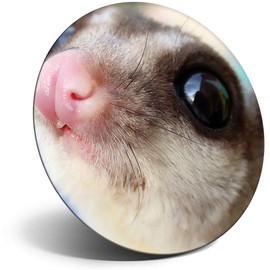 Destination Vinyl ltd Magnet for Refrigerator, Fridge - Cute Flying Squirrel Face for Office, Cabinet and Whiteboard, Magnetic Stickers, 3281