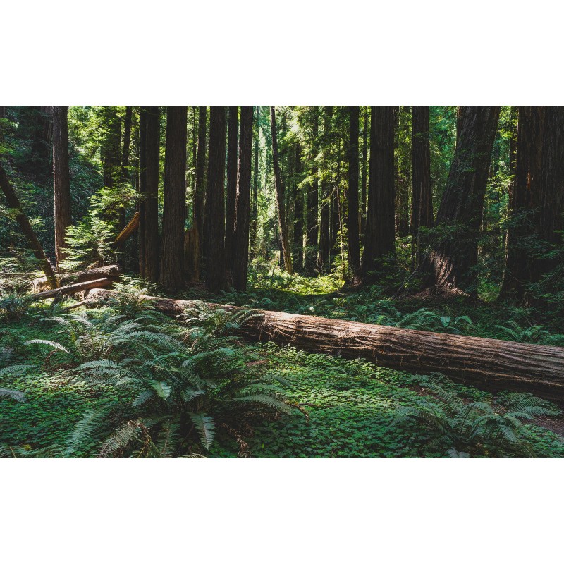 The Jonsteen Company Coast Redwood | Tree Seed Grow Kit