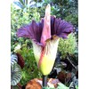 Corpse Flower - World's Largest Flower - 8+ Feet Tall