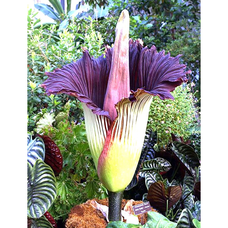 Corpse Flower - World's Largest Flower - 8+ Feet Tall