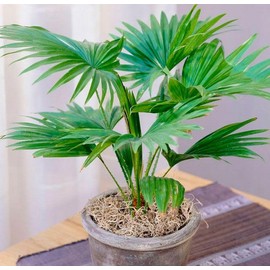 CEMEHA SEEDS - Seeds Chinese Fan Palm (Livistona chinensis) Indoor Perennial Tree for Planting