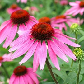 UtopiaSeeds Purple Coneflower Seeds - Echinacea Seeds