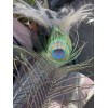Unbranded Peacock feathers- white or Indian blue