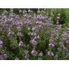 CEMEHA SEEDS - Seeds Summer Savory Non GMO Herbs for