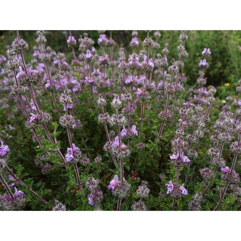 CEMEHA SEEDS - Seeds Summer Savory Non GMO Herbs for