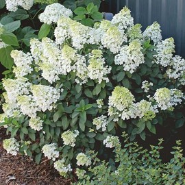 Little Lime Dwarf Panicle Hydrangea, White to Green Flowering Shrub, Compact Garden Plant, Summer Blooming (3 Gallon/Potted/Single Plant)