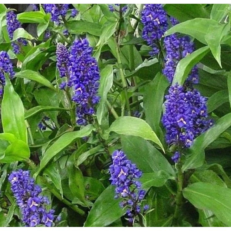 4 Hawaiian Ginger Plant Root Red Blue White Yellow D3