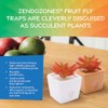 ZendoZones Succulent Fruit Fly Trap – Joyful Janet Design with