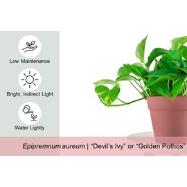 Leaf & Linen Favorites Collection The Devil's Ivy Golden Pothos, Heart-Shaped Leaves Fast Vining Indoor/Outdoor Houseplant, Terra