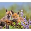 Calendar Ink, Foxes WWF 2025 Wall Calendar