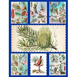 Holographic Stickers Pack # Pine Pinetree Noodles Antique Botannical Book Engraving Illustration HANATABA Vintage Styled Wall Laptop Large Vinyl Hologram Stickers