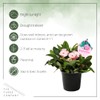 Live Crown of Thorns (Euphorbia Milii) - Light Pink Blooms