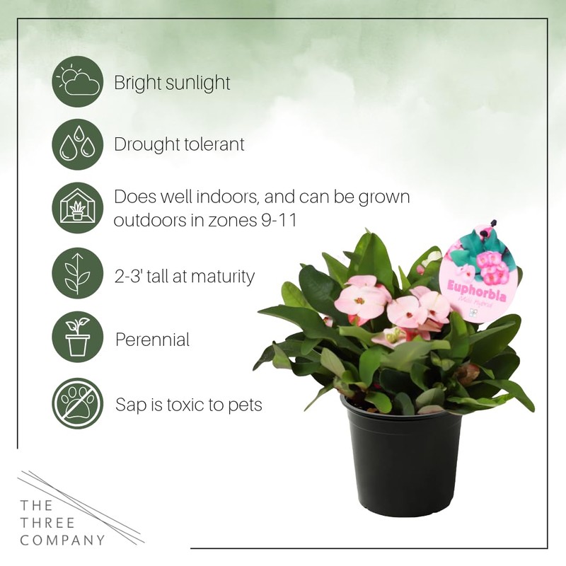 Live Crown of Thorns (Euphorbia Milii) - Light Pink Blooms