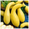 Everwilde Farms - 1/4 Lb Early Summer Crookneck Summer Squash Seeds - Gold Vault