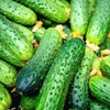 KIRA SEEDS - Cucumber Wisconsin - Open-Pollinated - Heirloom Vegetable