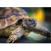 Tortoise Blank Greeting Card - Landscape