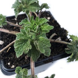 Organic Motherwort Seeds (Leonurus cardiaca) 100 Seeds (0.1 Grams)