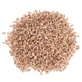 Organic Hard Red Wheat Berries, Non-GMO, High Fiber, Baking Grain, Bulk, 25 lb