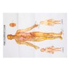 Chinese and English Acupoint Wall Chart Front Large Size Comprehensive