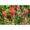 Buy Rare Seeds Castilleja coccinea | Scarlet Indian Paintbrush |