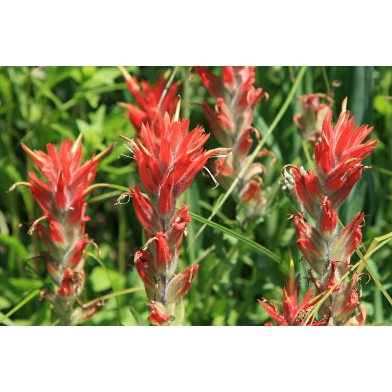 Buy Rare Seeds Castilleja coccinea | Scarlet Indian Paintbrush |