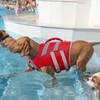 Kuoser Dog Life Jacket with Reflective Stripes - Adjustable High