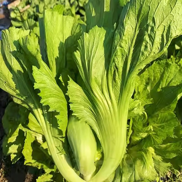 TomorrowSeeds - Da Ping Pu Mustard Green Seeds - 1500+
