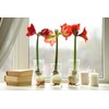 Striped Echo Amaryllis Bulb - Triple Blooms with Red Stripes