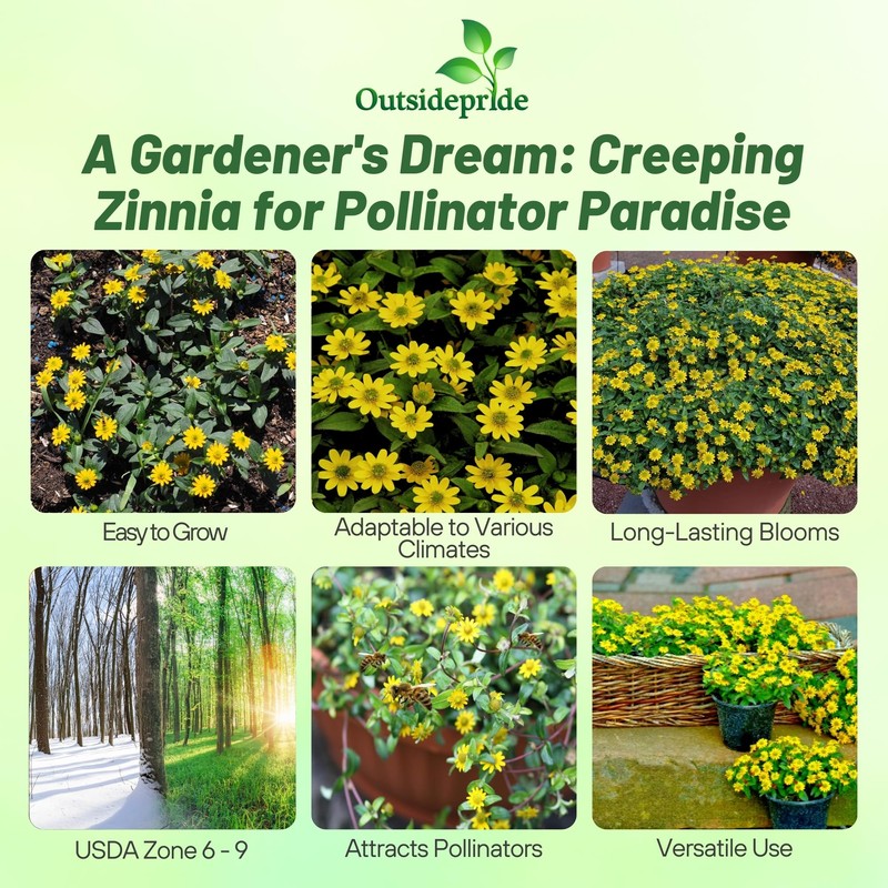 Outsidepride Creeping Zinnia Seeds - 4000 Pcs Annual Flower Seeds