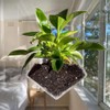 NYGHMY 1 Pcs Diamond Shape Acrylic Window Planter - Transparent