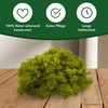 sphagnum-shop.com Real Reindeer Moss in Yellow Green 200 g for