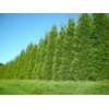 20 Thuja Green Giant Arborvitae Trees/Shrubs - 6-12" Tall Seedlings