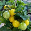 Flora Gold Micro Dwarf Tomato Premium Seed Packet