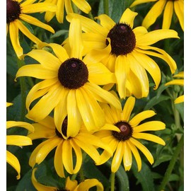 30,000 Black Eyed Susan Flower Seeds Rudbeckia Hirta Perennial, Premium Non-GMO, Open Pollinated, US Grown Seed, Always Fresh!, Yellow & Black Pedals