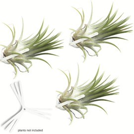 ArtAK Wall Planter Set of 3 Vertical Wall Mounted Plant Hooks for Air Plants, Orchids, Succulents - White, Large, Modern