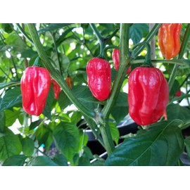 Aji Dulce Red Pepper 10+ Seeds