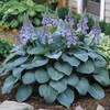 800 Pcs Hosta Jardin Seeds - Colorful Mixed Perennials for