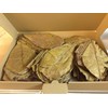 Pack of 100 (300 g) 20-25 cm Indian Almond Leaves
