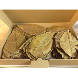 Pack of 100 (300 g) 20-25 cm Indian Almond Leaves Catappa Leaves