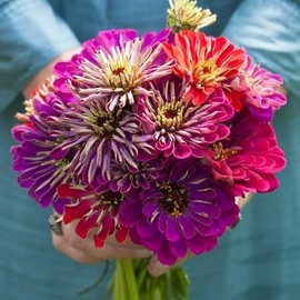 Eden Brothers Zinnia Seeds - Meteor Shower Mix, Non-GMO Seeds for Planting, 1 lb | Low-Maintenance Flower Seeds, Plant During Spring, Zones 3, 4, 5, 6, 7, 8, 9, 10